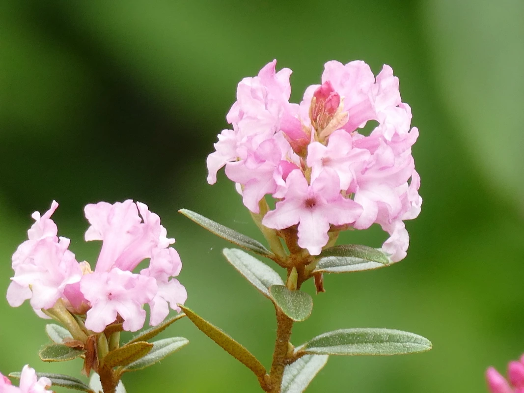 R. primuliflorum
